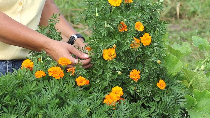 गेंदे के पौधे को घना कैसे बनाएं